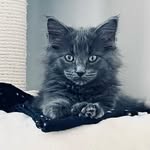 Blue Milton - @bluemilton10 - Instagram