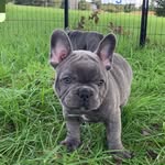 Louis Milton Blue - @louis.blue.the.frenchie - Instagram