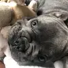 Louis Milton Blue - @littlelouisblue - TikTok