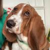Milton Buck - @miltonbuckbasset - TikTok