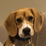 Roly milton buck!🐶💕🦴 - @roly.the.beagle - Instagram