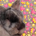 m i l t o n - @milton.the.bunny - Instagram