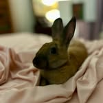 Milton The Bunnie - @milton_the_bunnie - Instagram