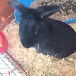 @milton_thebunny - Instagram