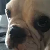 miltonchapman - @jag_gillar_hamburgare - TikTok