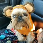 chewbacca - @milton_chew - Instagram