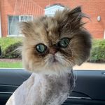 Milton & Chewy - @miltonandchewy - Instagram