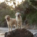 Cooper & Milton - @cooperandmilton - Instagram