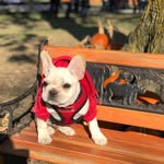 Milton Bradley Cooper - @pardonmefrenchie - Instagram