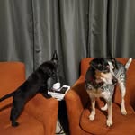 Milton&Cooper - @lifeofmiltonandcoop - Instagram