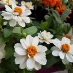 @miltonfleminga - Instagram