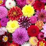 Milton Flowers - @milton.flowers - Instagram