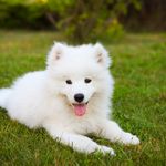 Samoyed_love - @miltonflowers7 - Instagram