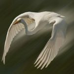 milton goodwin - @goodwin.milton - Instagram
