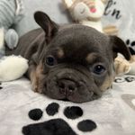 Milton and Kristin Hamilton - @mk_frenchies_de - Instagram