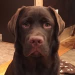 Milton 🐾 - @milton_hershey_thedog - Instagram