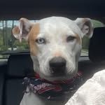 Milton Hershey - @miltonsshenanigans - Instagram