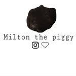 Milton Hershey ❤️ - @milton_the_guinea_piggy - Instagram