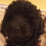 Milton Hershey Doodle - @milton_the_chocodoodle - Instagram