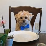 Milton Hershey Mirkin - @miltonofhershey - Instagram