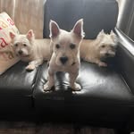 Merryn, Milton and Ivy - @wee_3_beasties - Instagram