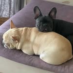 Milton & Maxwell - @frenchierazzi - Instagram