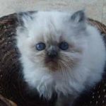 Milton Meadows - @bufffythecat - Instagram