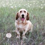Milton Mills the Golden Hound - @milt_mills - Instagram