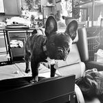 Milton Montgomery - @sir_milton_frenchie - Instagram
