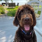 Milton, Milty, Handsome Olson - @chocolate_covered_milton - Instagram