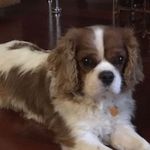 Milton 🐶 - @milton.h.rice - Instagram