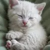 Milton Schaefer - @milton.schaefer - TikTok