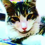 Milton Shairo - @miltonshairo - Instagram