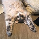 Milton & my bro Stanley - @mil.ton_of_fun - Instagram