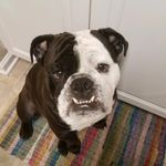 Milton Stanley & Brucie Goosie - @miltonstanleythebulldog - Instagram