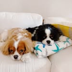 deacon, malcom, milton, callie, and tucker - @the.keith.pack - Instagram