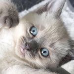 Mimi Alexander - @mimithebluepointragdoll - Instagram