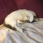 MiMi 🐱 - @mimi_cheung_ - Instagram