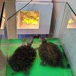 mimi_cheng - @mimi_cheung11 - Instagram
