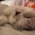 Mimi Cheung - @mimi.cheung.3344 - Instagram