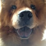 Hermione Chow&Queen Mimi 👑🐻 - @mimi.chowchow - Instagram