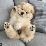 Mimi Chow Chow - @mimi_the_chow_fanpage_ - Instagram