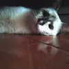 Mimi English - @mimi.english4 - TikTok