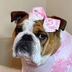 Mimi - @mimi_the_english_bulldog - Instagram