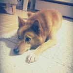 Mimmi - @mimifinnishspitz - Instagram
