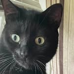 Christine Johnston - @mimi_johnston_cat - Instagram