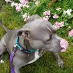 Mimi Johnston - @mypitmimi - Instagram