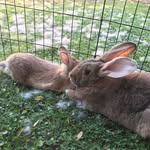 Mimi Kuo - @tumbleweed_and_potato - Instagram