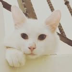 Mimi Leong - @mimileong35 - Instagram