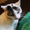 Luna - @mimithornton - TikTok